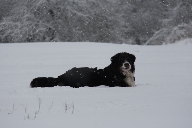 Schneeamy